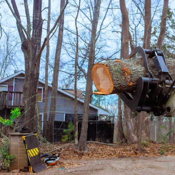 Hazardous Tree Removal Services