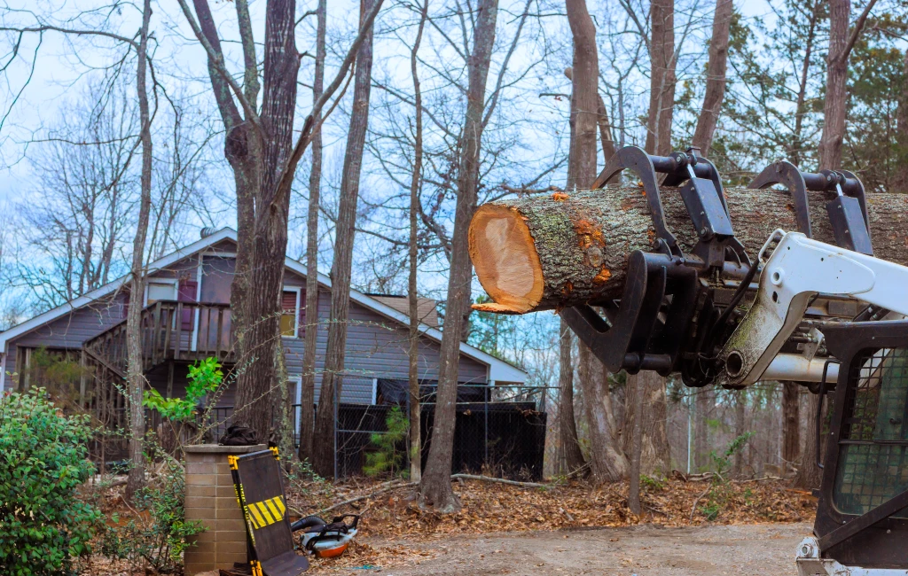 Certified Arborist Hazardous Tree Removal in Guelph