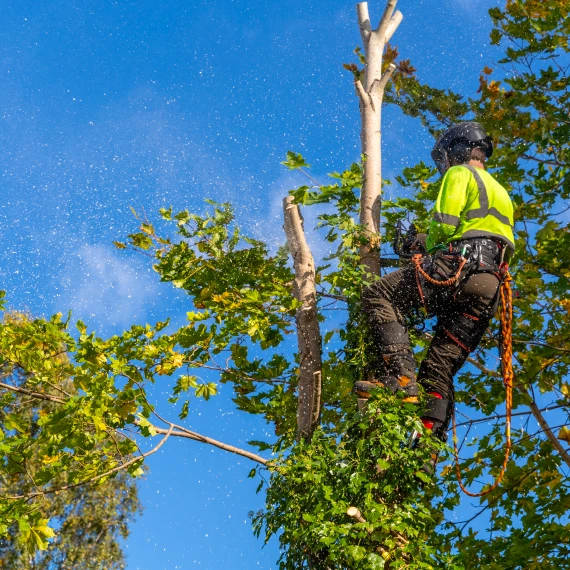 Tree Trimming Services