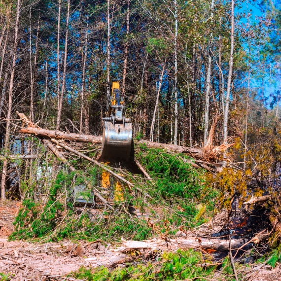 Tree Removal Services