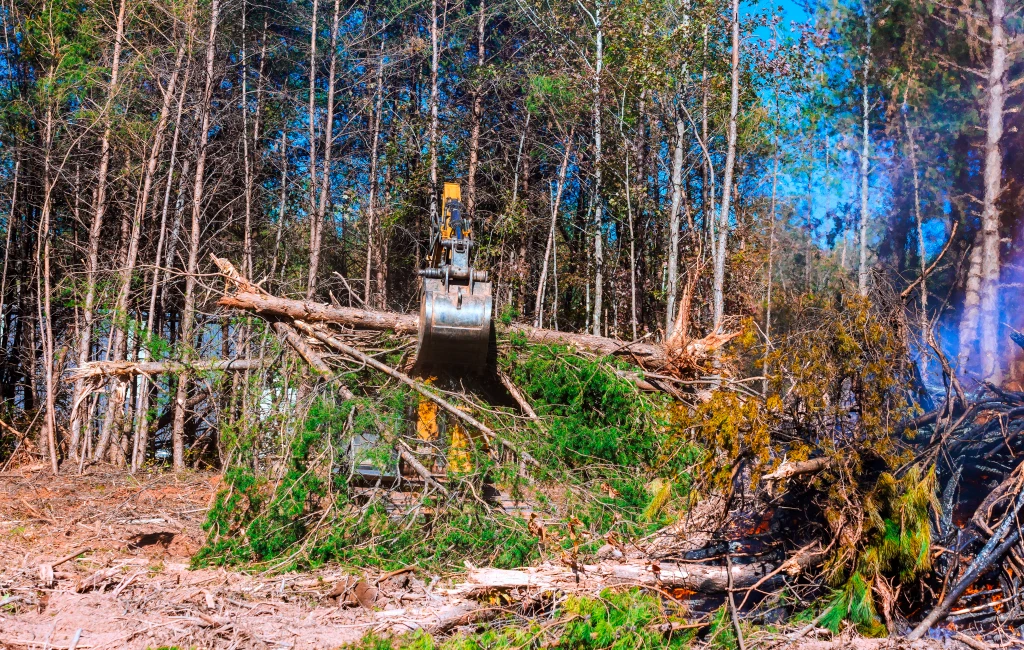 Tree Removal Services in Guelph