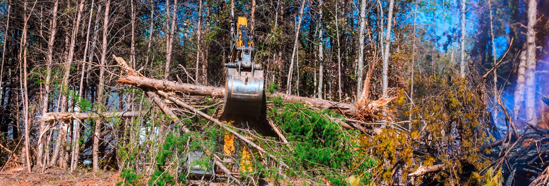 Tree Removal Services in Guelph