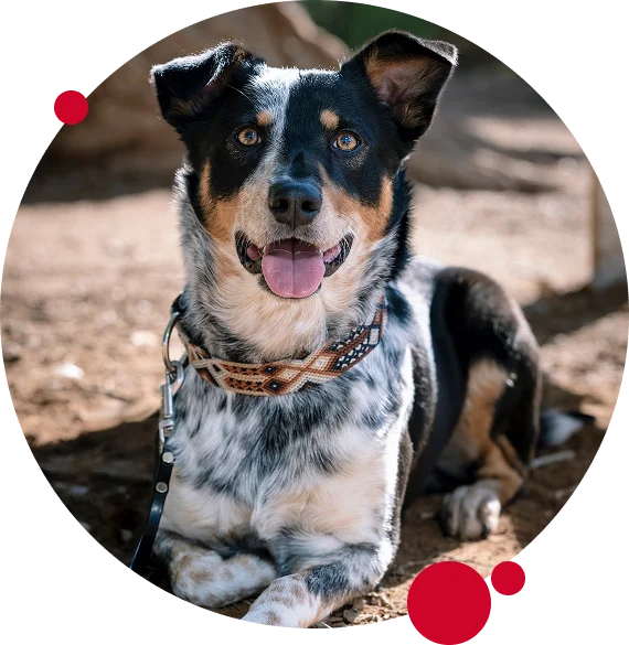 continuous learning for guardians