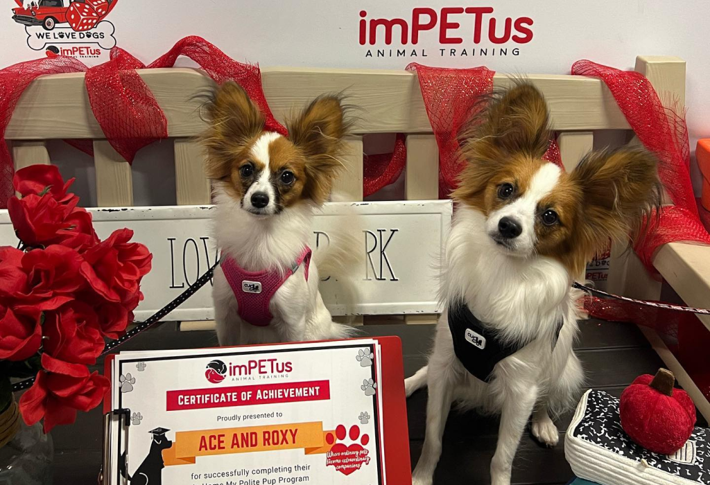 akc title preparation