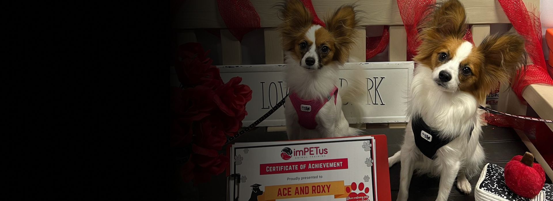 akc title preparation