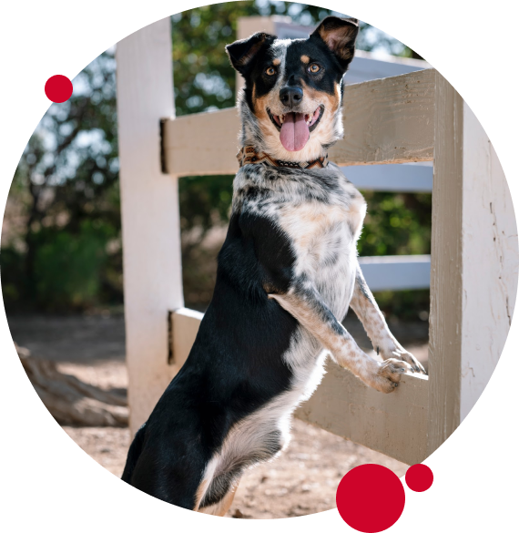 akc obedience title training