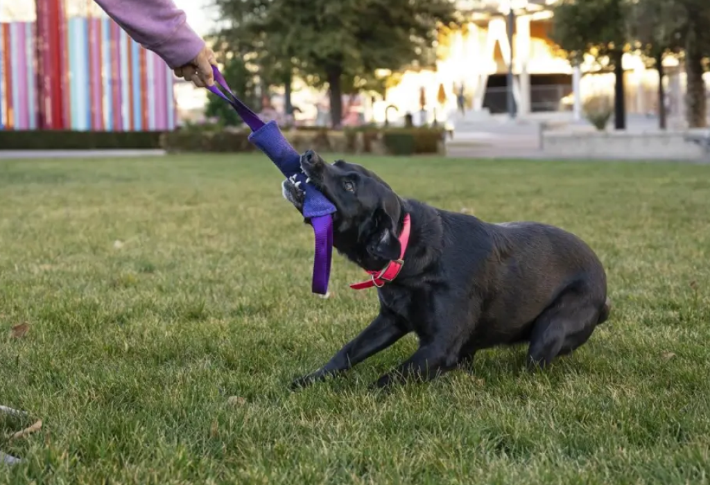 akc title preparation