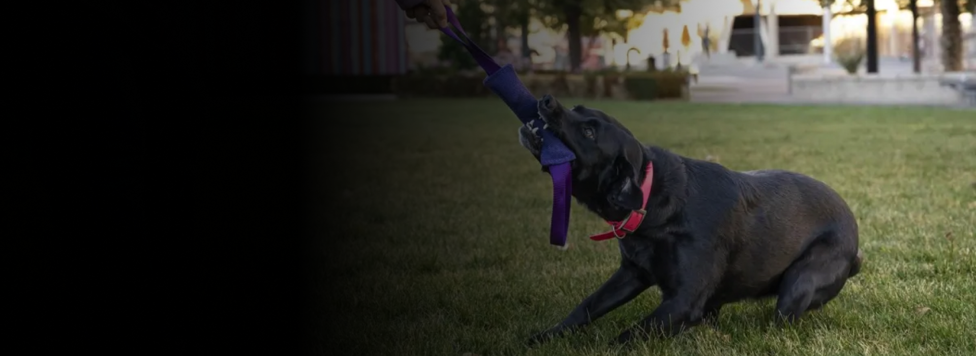 akc title preparation