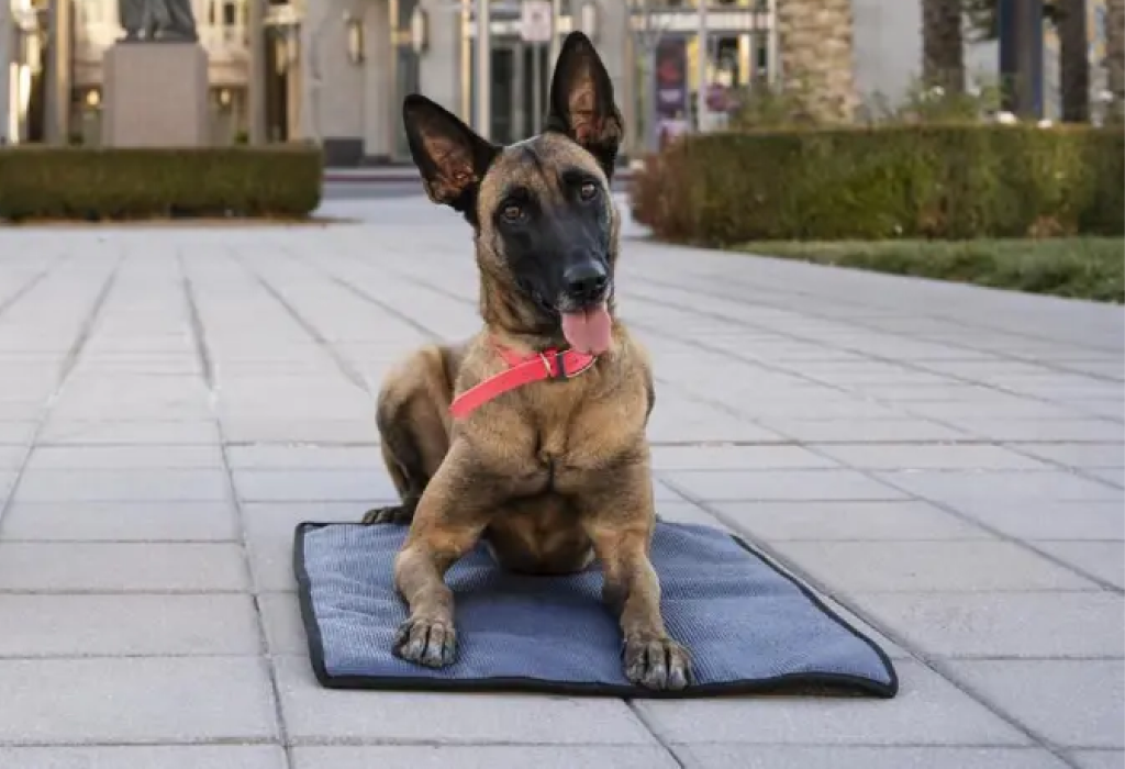 enrichment based training