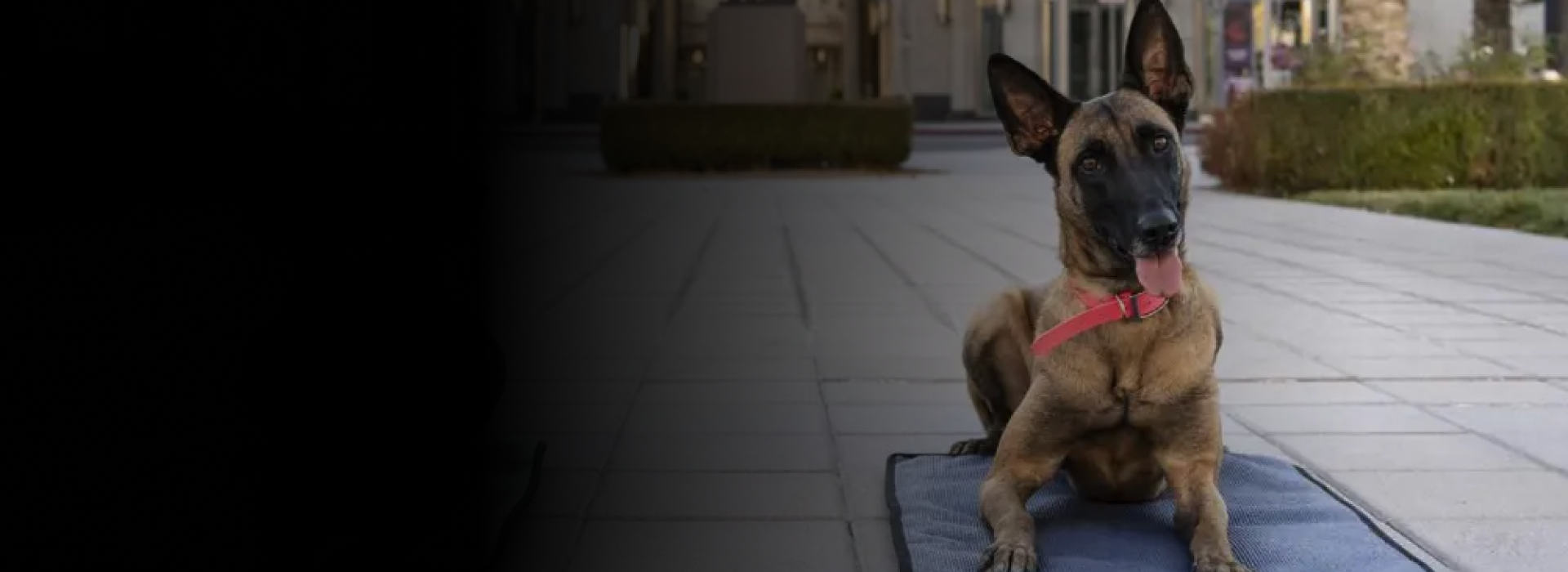 enrichment based training