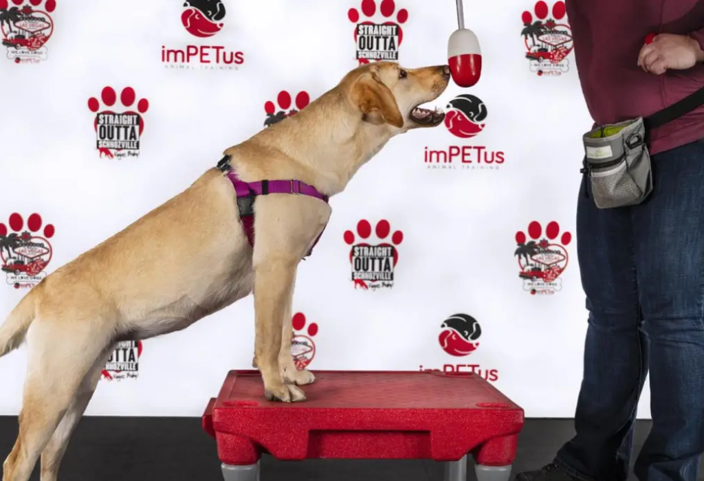 virtual dog training