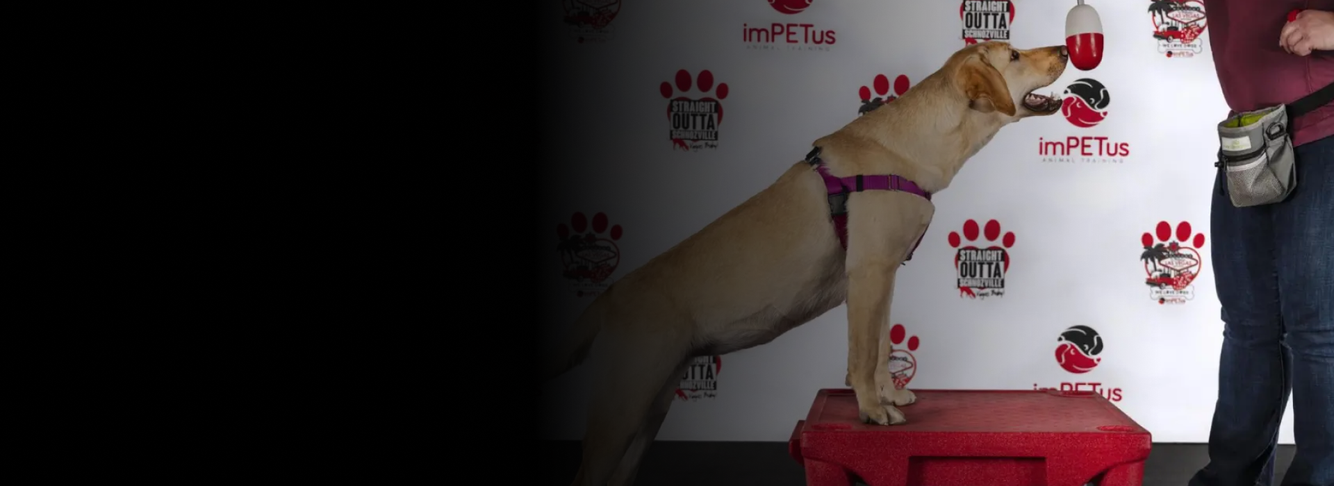 virtual dog training