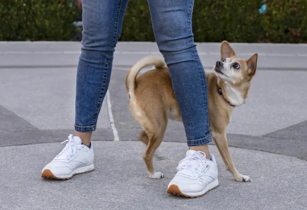 virtual dog training