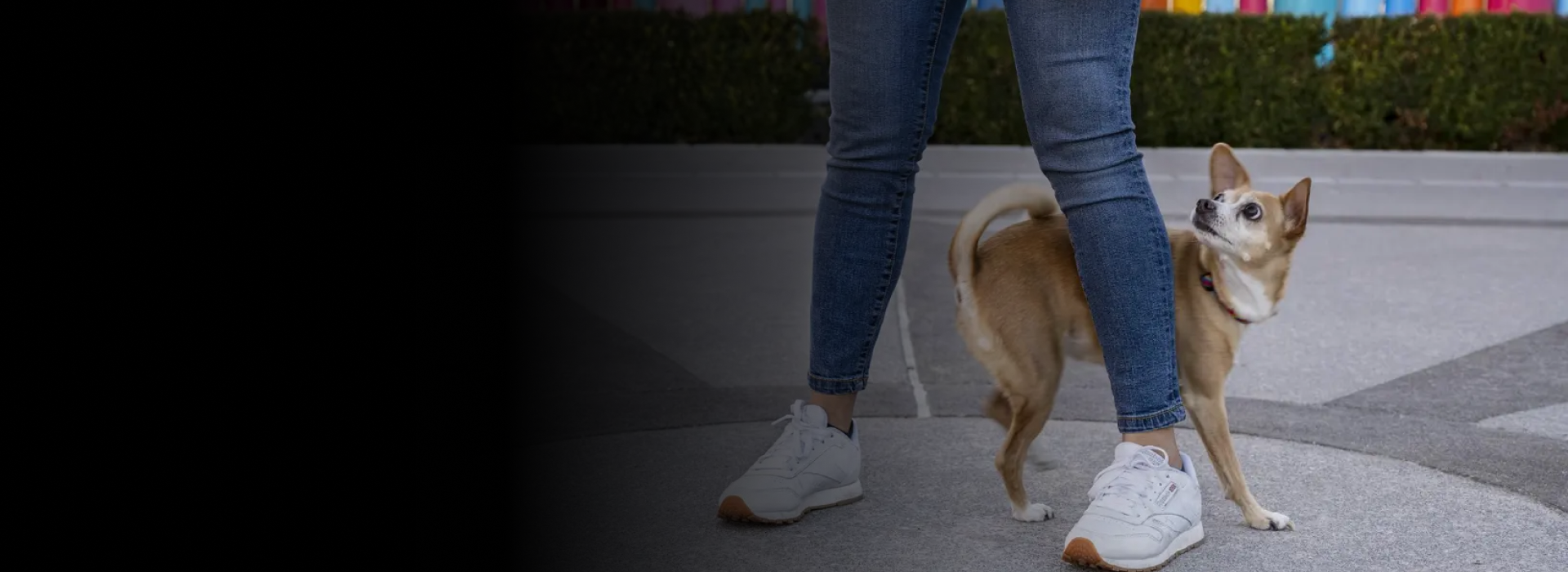 virtual dog training