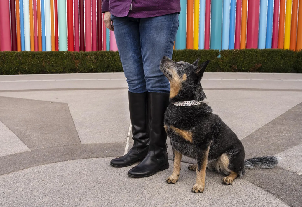 akc title preparation