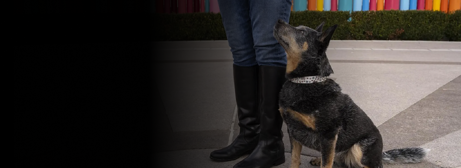 akc title preparation