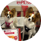 Group Dog Training Classes