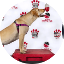 Virtual Dog Training