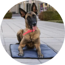 Behavior Consultation