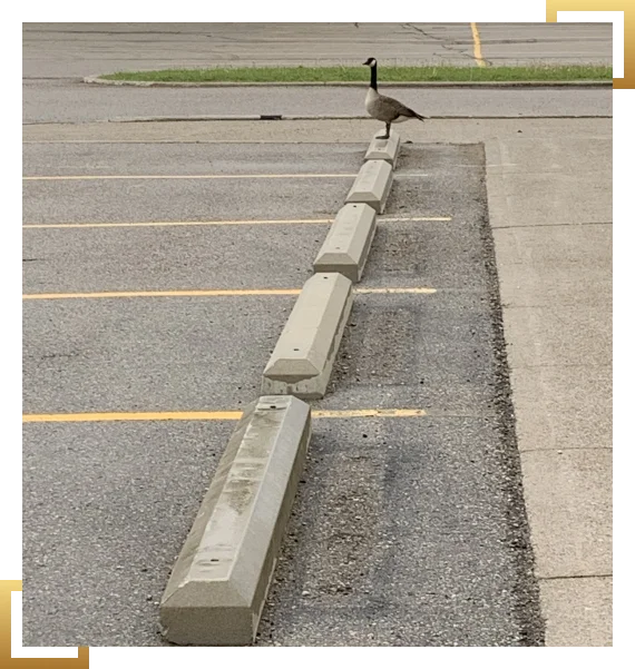 Commercial Concrete Services Toronto
