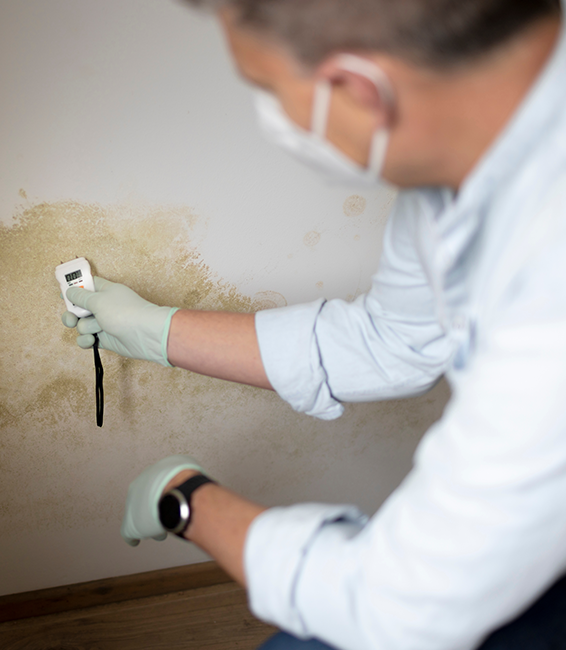 Mold Testing