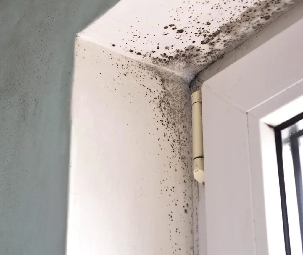 Mold & Air Quality Testing