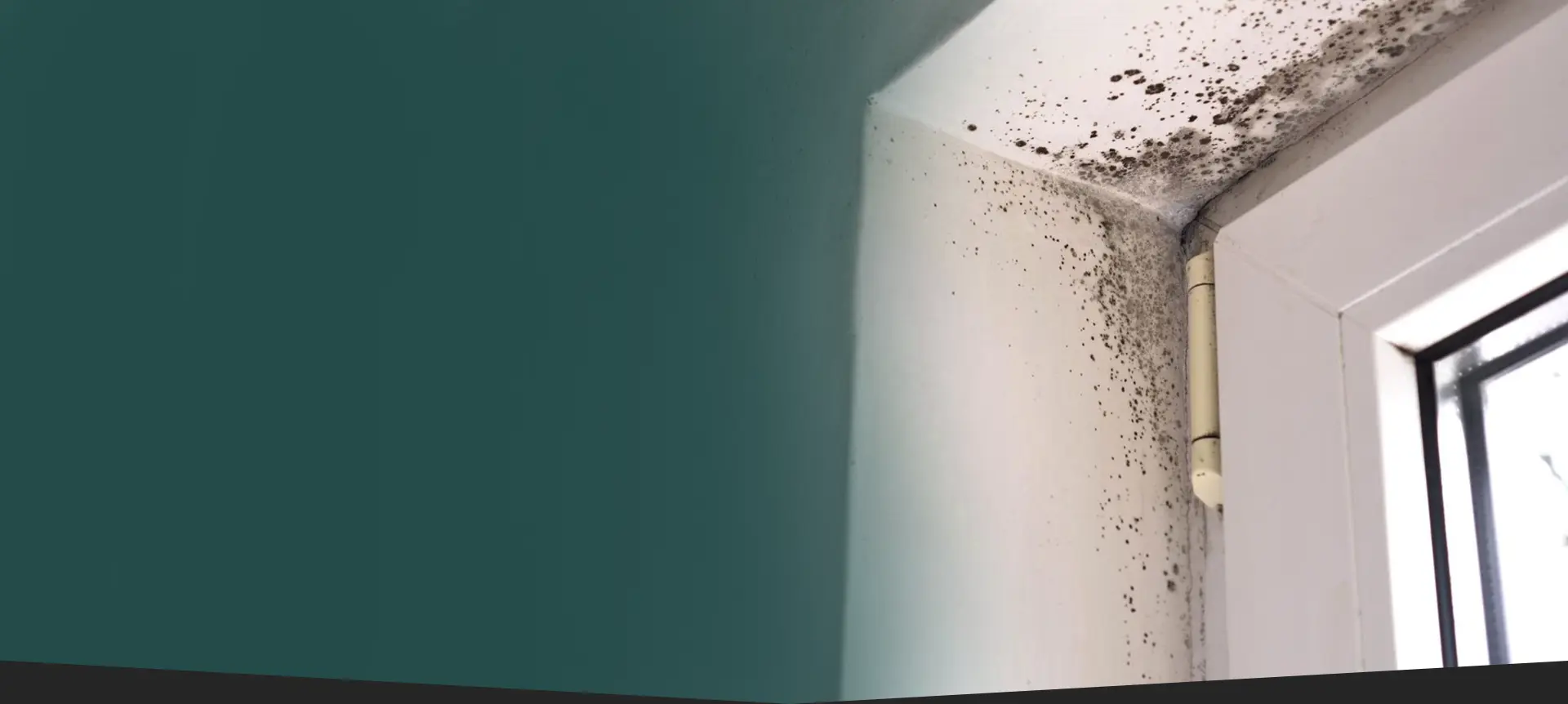 Mold & Air Quality Testing