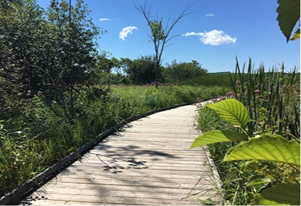 Wye Marsh