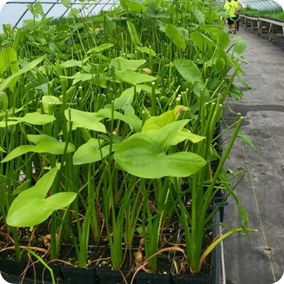 Plant harvesting & Transplanting Services