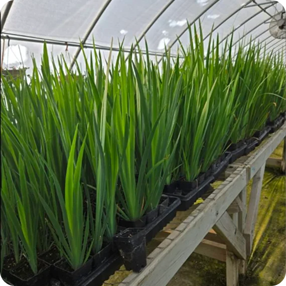Native wetland plant supply Services