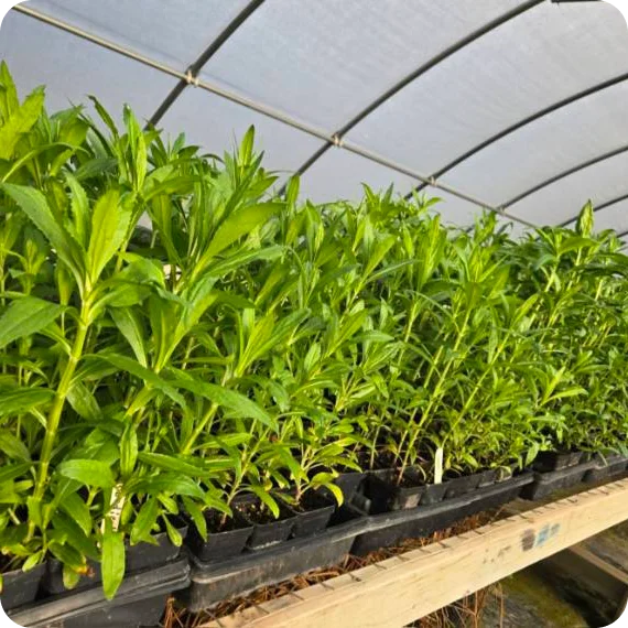 Habitat restoration plant supply Services