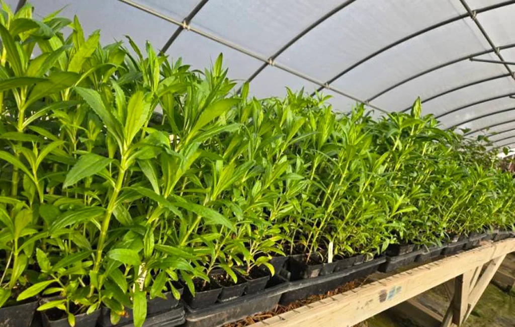 Restoration specialists reviewing trays of native plants at a habitat restoration plant nursery.