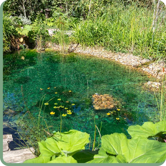 Native wetland vegetation prepared for habitat restoration plant supply services.
