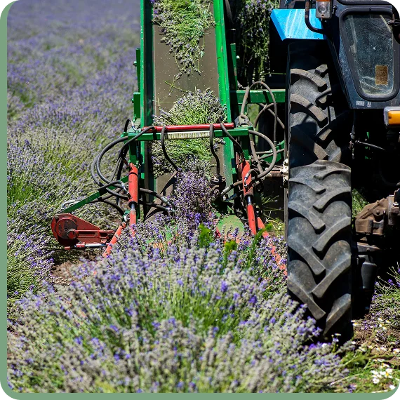 Restoration team preparing plants during plant harvesting and transplanting services.
