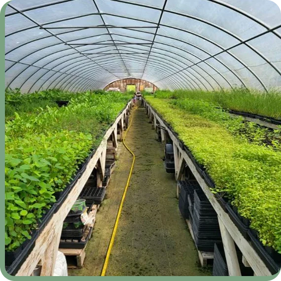 Nursery staff preparing native plants for delivery at a wholesale native plant nursery.
