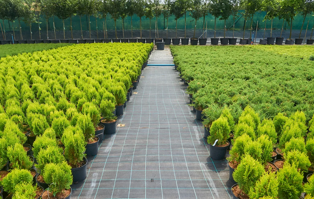 Plant Catalog