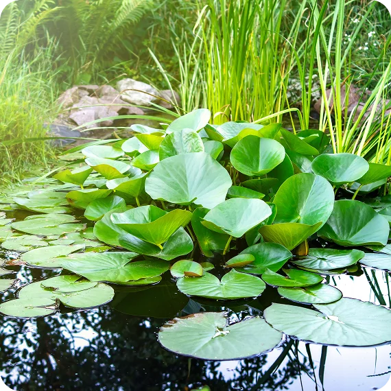 Aquatic Plants