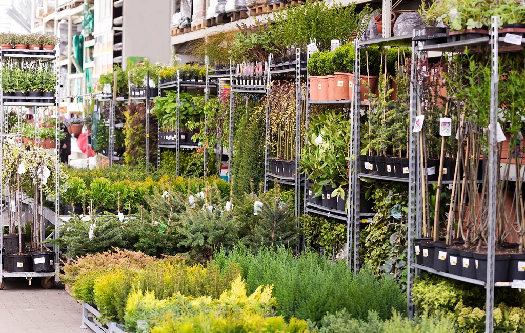 Nursery beds filled with native aquatic plants growing in a restoration plant nursery.