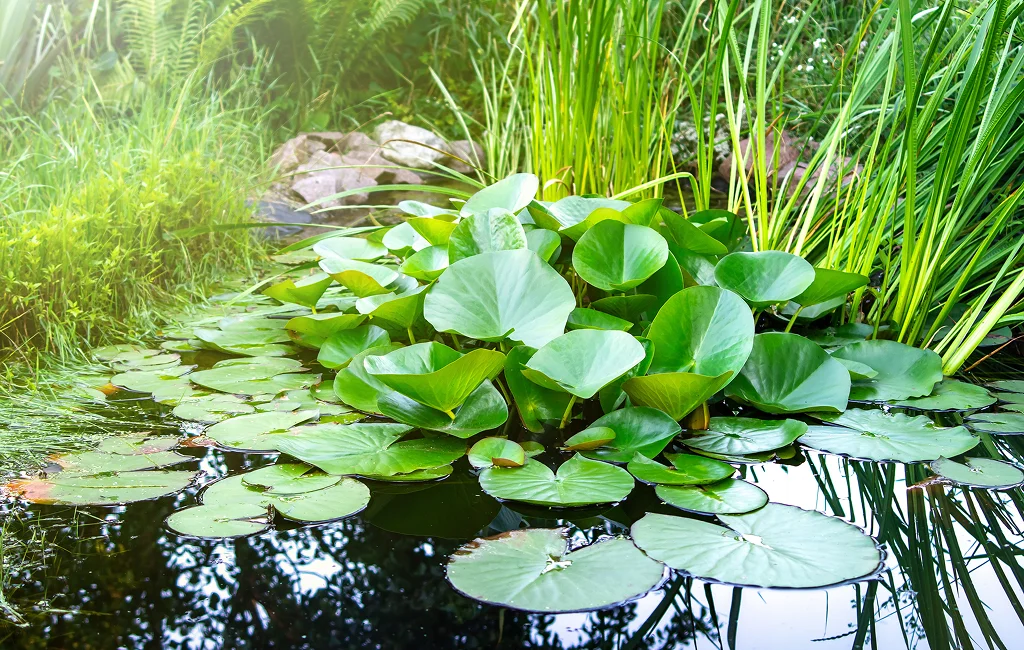 Pond landscape filled with native aquatic plants creating a natural water habitat.