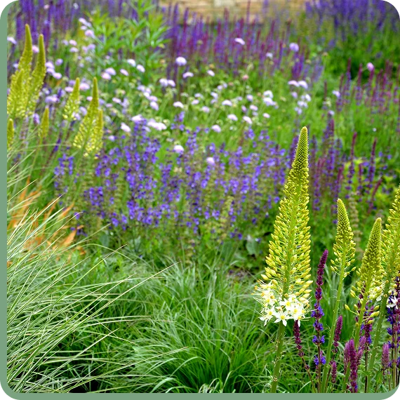 Native prairie plants blooming in a restored grassland habitat.