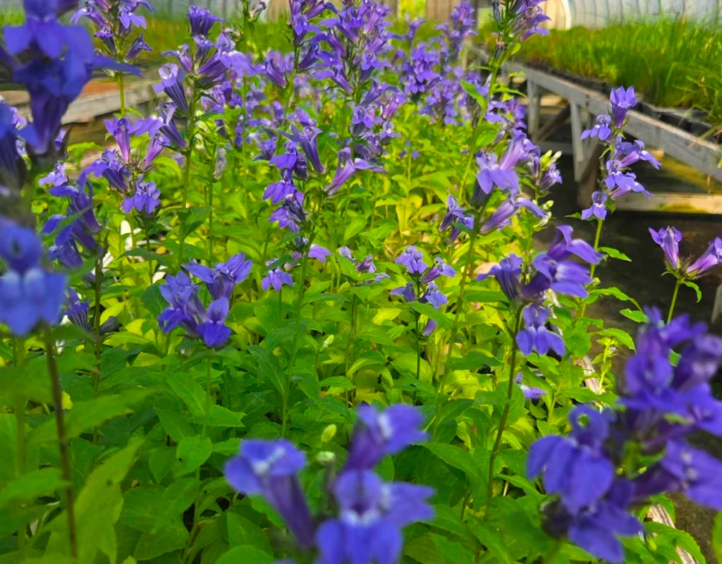 Native wetland plants growing at a wholesale native plant nursery.