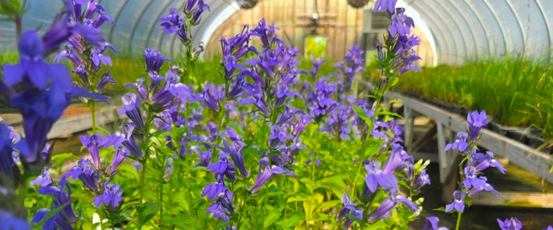 Native wetland plants growing at a wholesale native plant nursery.