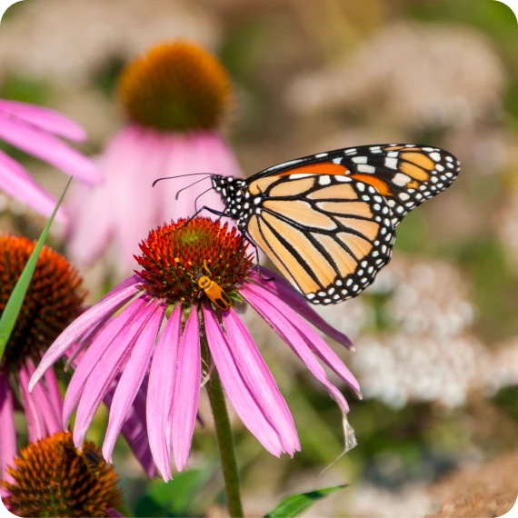 Butterfly Garden