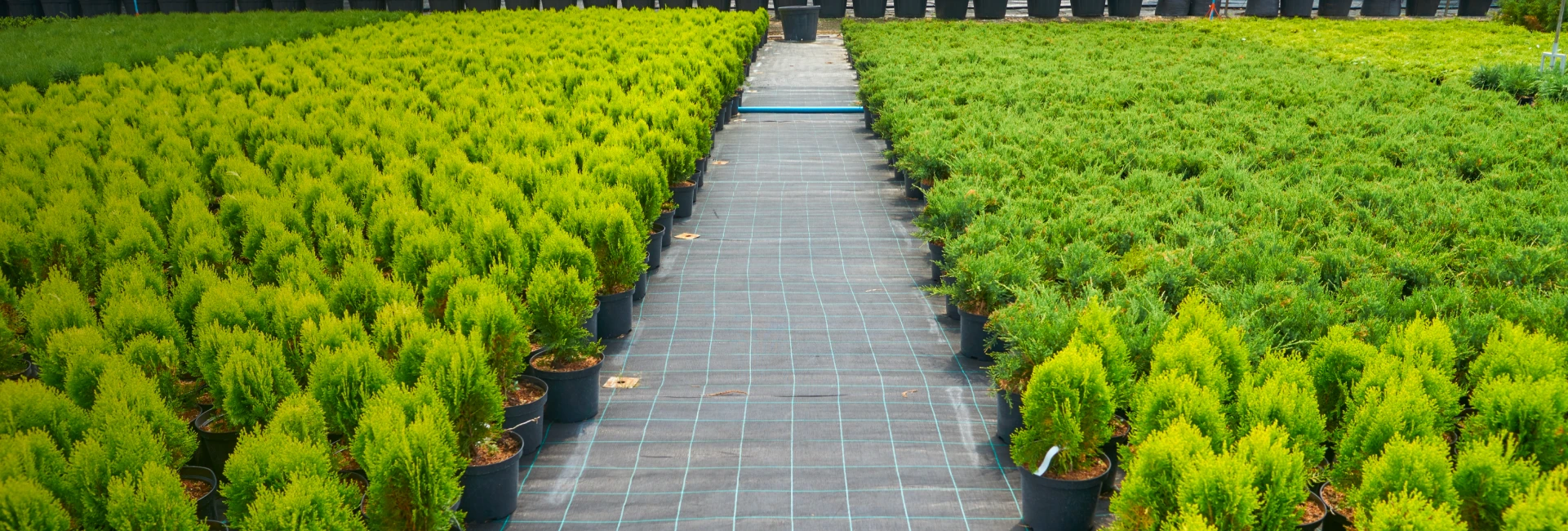 Plant Catalog