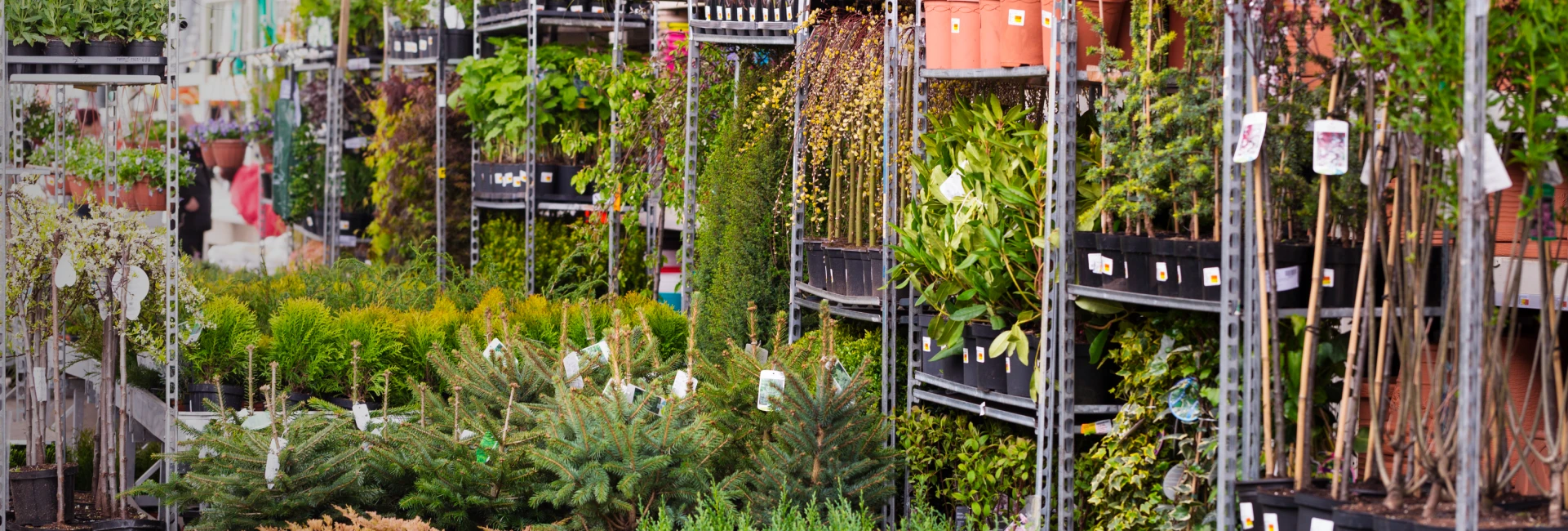 Nursery beds filled with native aquatic plants growing in a restoration plant nursery.