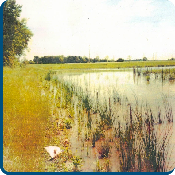 Native plants being installed during plant installation services along shoreline