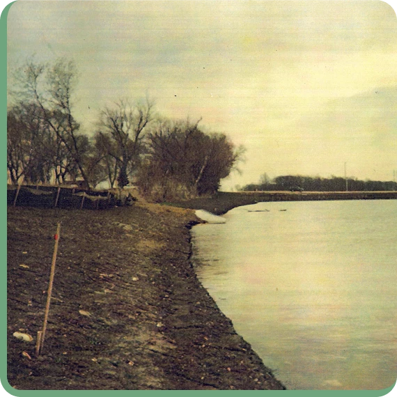 Native plants being installed during plant installation services along shoreline