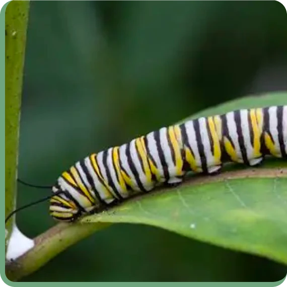 Monarch butterfly resting on milkweed inside a vibrant butterfly garden.