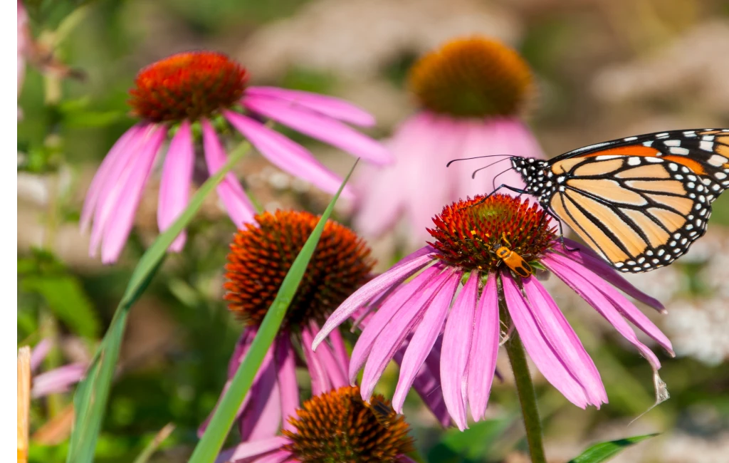 Colorful butterfly garden filled with native flowering plants attracting pollinators.