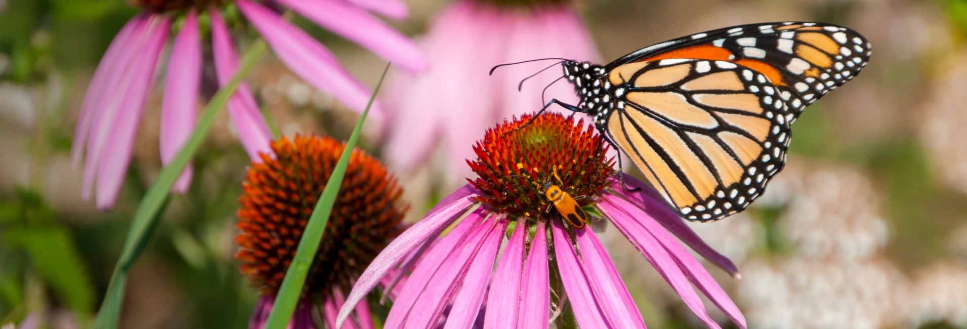 Colorful butterfly garden filled with native flowering plants attracting pollinators.